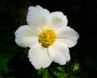 白色春天的花朵，玫瑰的微风，花园