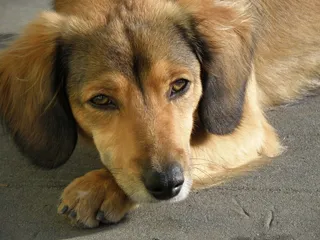 狗，头，肖像，混合动力，鼻子，眼睛，爪子