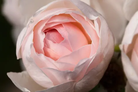 玫瑰，玫瑰家族，蔷薇科，复合材料，鲜花