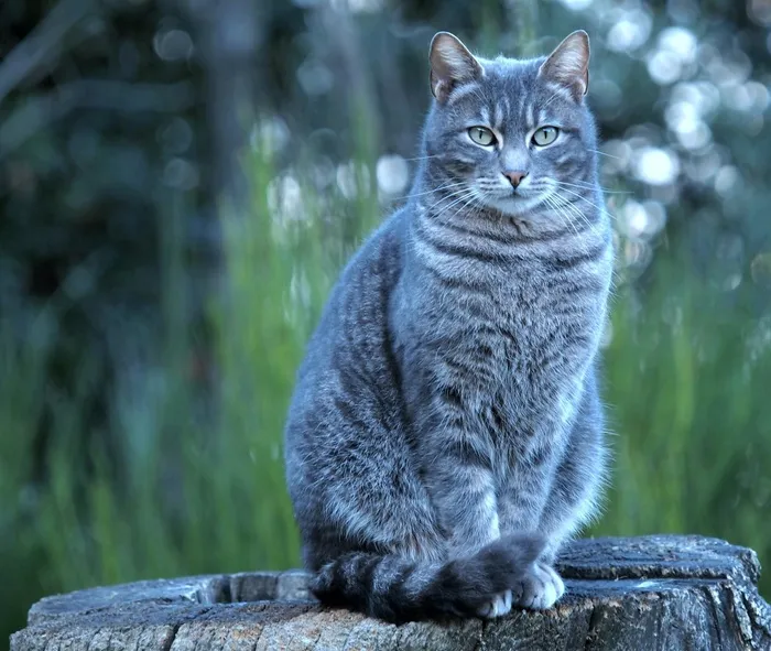 猫，肖像，家养，可爱，宠物，猫的，基蒂
