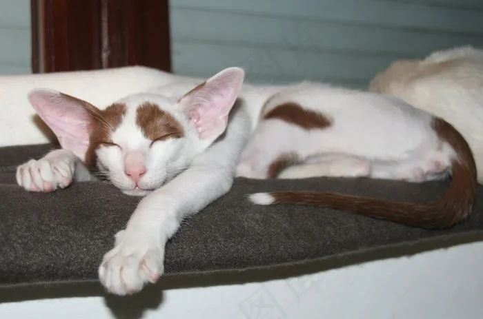 猫，睡眠，梦想，休息，小猫，东方短毛猫
