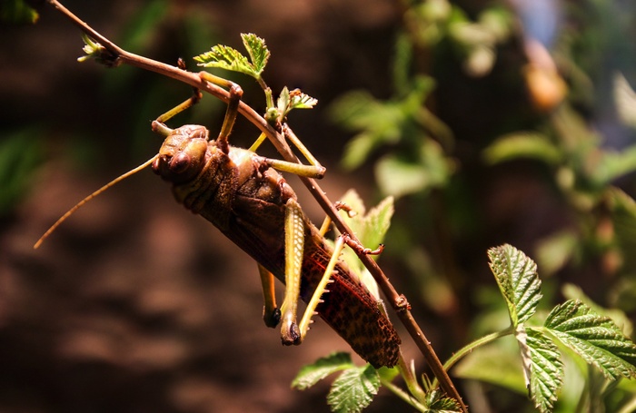 格栅，蚱hopper，昆虫，Viridissima