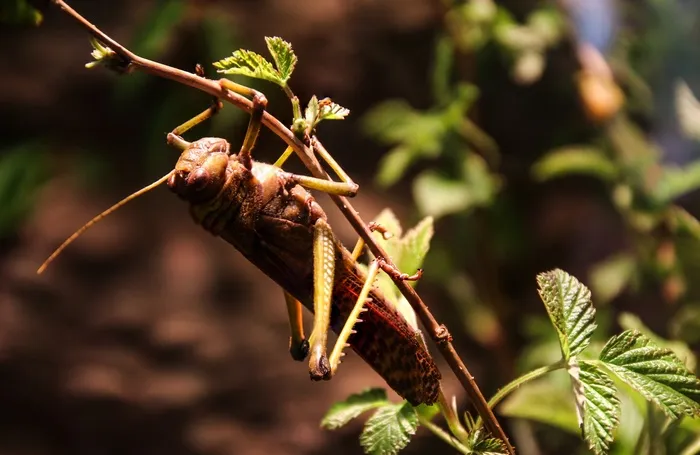 格栅，蚱hopper，昆虫，Viridissima