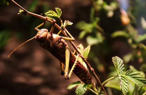 格栅,蚱hopper,昆虫,Viridissima 格栅,蚱hopper,昆虫,Viridissima