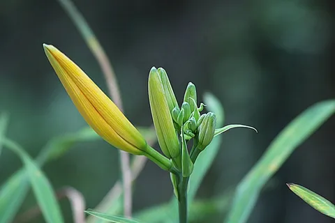 盛开前,花,花的,植物,自然,开花 盛开前,花,花的,植物,自然,开花