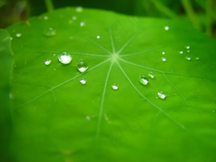 雨滴，叶子，金莲花，植物，绿色，纹理