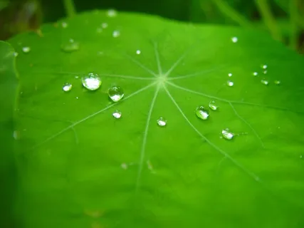 雨滴,叶子,金莲花,植物,绿色,纹理 雨滴,叶子,金莲花,植物,绿色,纹理
