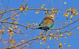 鸟，鸣鸟，可爱，关闭，动物，动物世界