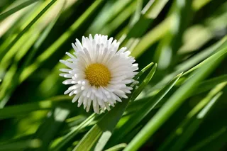 雏菊，开花，黄白，性质，花园