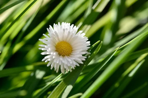 雏菊,开花,黄白,性质,花园 雏菊,开花,黄白,性质,花园