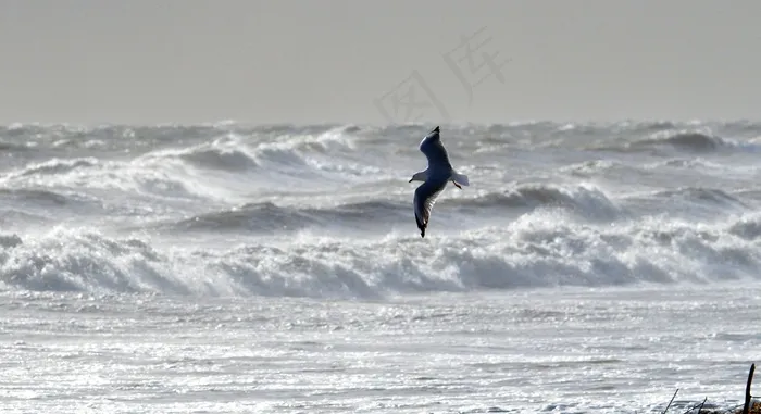 海鸥，飞行，海洋，海滩，风，风暴，沧海，自然