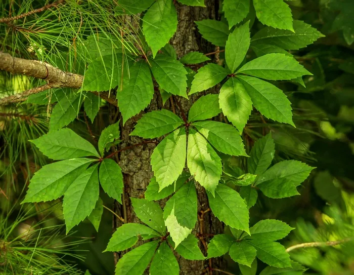 弗吉尼亚爬山虎，爬山虎