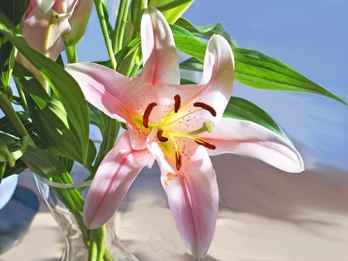 黄花菜，萱草，花，百合，粉红色，灯泡