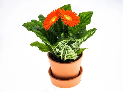 非洲菊,花,锅,植物,关闭,开花,盛开 非洲菊,花,锅,植物,关闭,开花,盛开