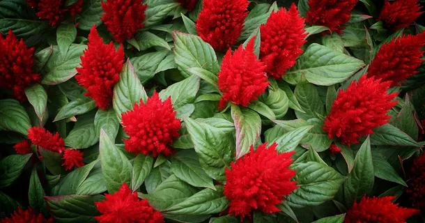 鸡冠花,鲜花,性质,红色,抽象 鸡冠花,鲜花,性质,红色,抽象