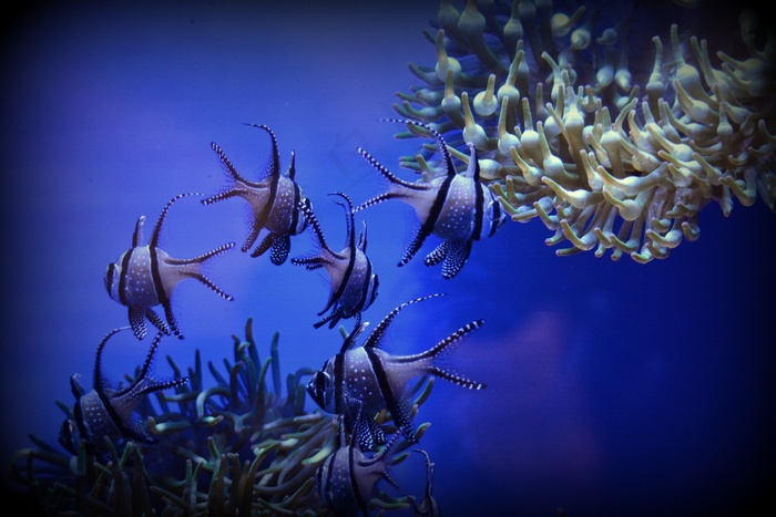 鱼，艺术，小插图，水族馆