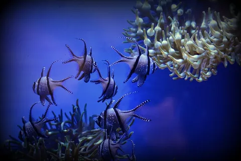 鱼,艺术,小插图,水族馆 鱼,艺术,小插图,水族馆