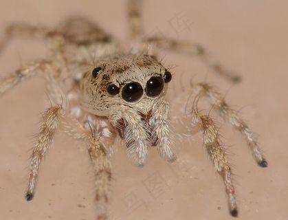大自然，昆虫，蜘蛛，捕食者，宏