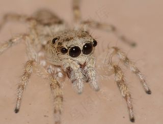 大自然，昆虫，蜘蛛，捕食者，宏