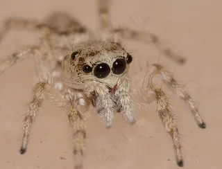 大自然，昆虫，蜘蛛，捕食者，宏