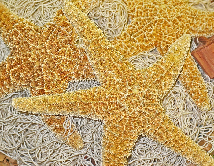 装饰，海星，捕鱼网，装饰，干，自然