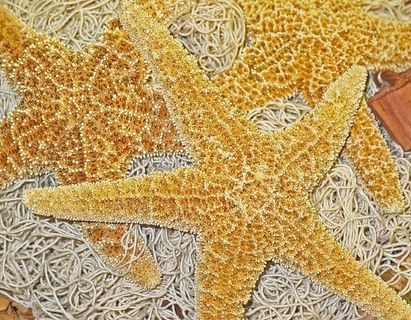 装饰，海星，捕鱼网，装饰，干，自然