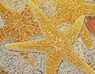 装饰，海星，捕鱼网，装饰，干，自然