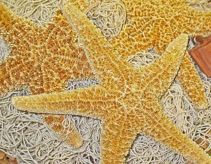 装饰,海星,捕鱼网,装饰,干,自然 装饰,海星,捕鱼网,装饰,干,自然