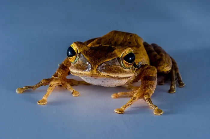 树蛙，阿努兰，青蛙，两栖类