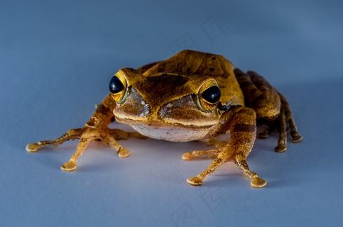 树蛙，阿努兰，青蛙，两栖类