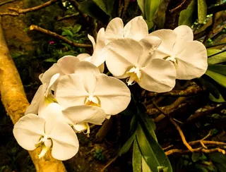 兰花，花，开花，白