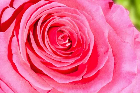 玫瑰，复合材料，鲜花，性质，植物，绿色