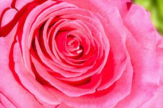 玫瑰，复合材料，鲜花，性质，植物，绿色