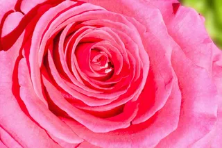 玫瑰，复合材料，鲜花，性质，植物，绿色