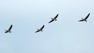 候鸟，鹅，野鹅，鸟群