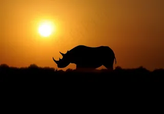 黑犀牛黎明？