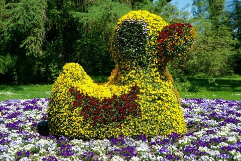 植物，鲜花，绿头鸭，形式，设计，园艺