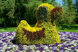 植物，鲜花，绿头鸭，形式，设计，园艺