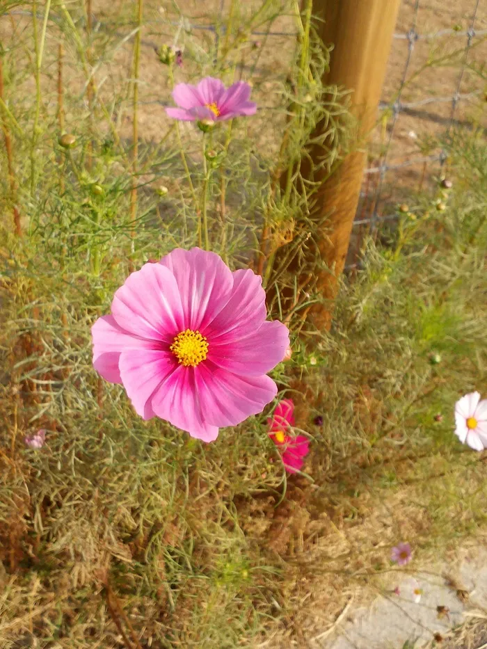 花，波斯菊