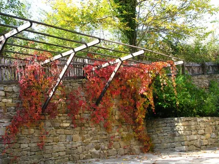 秋季，多彩，自然，金色，有色，季节