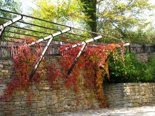 秋季，多彩，自然，金色，有色，季节