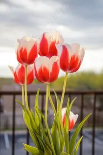 郁金香,鲜花,春天,性质,花的,盛开,新鲜 郁金香,鲜花,春天,性质,花的,盛开,新鲜