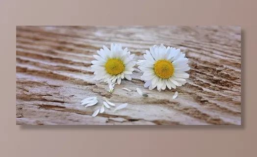 鲜花,雏菊,白黄色,木材,关闭 鲜花,雏菊,白黄色,木材,关闭