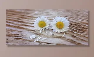 鲜花，雏菊，白黄色，木材，关闭