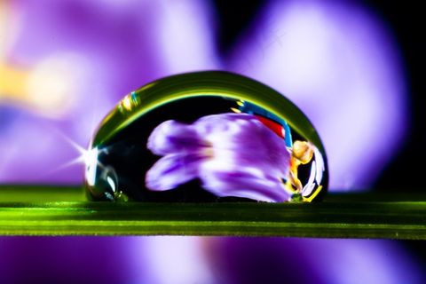 一滴水，滴水，草叶，开花，盛开