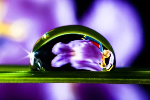 一滴水，滴水，草叶，开花，盛开