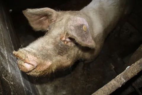 场，老房子，性质，农村，动物，牧场，火腿