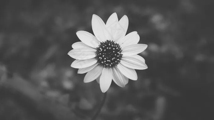 雏菊，黑色和白色，花，花瓣，花的，开花