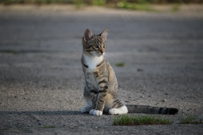 猫，小猫，猫宝宝，幼猫，家猫