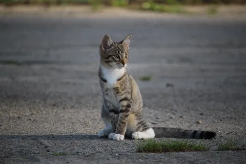 猫,小猫,猫宝宝,幼猫,家猫 猫,小猫,猫宝宝,幼猫,家猫